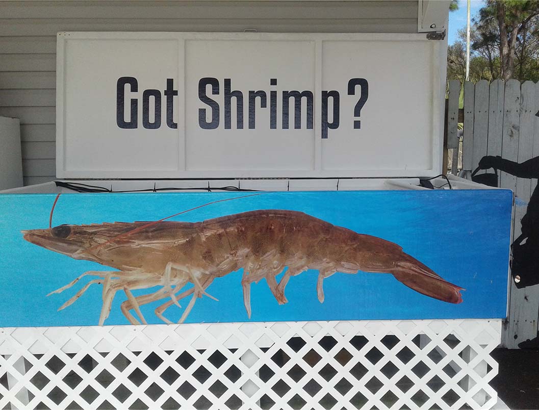 Live bait tank with photo of a shrimp and Got Shrimp painted on the front