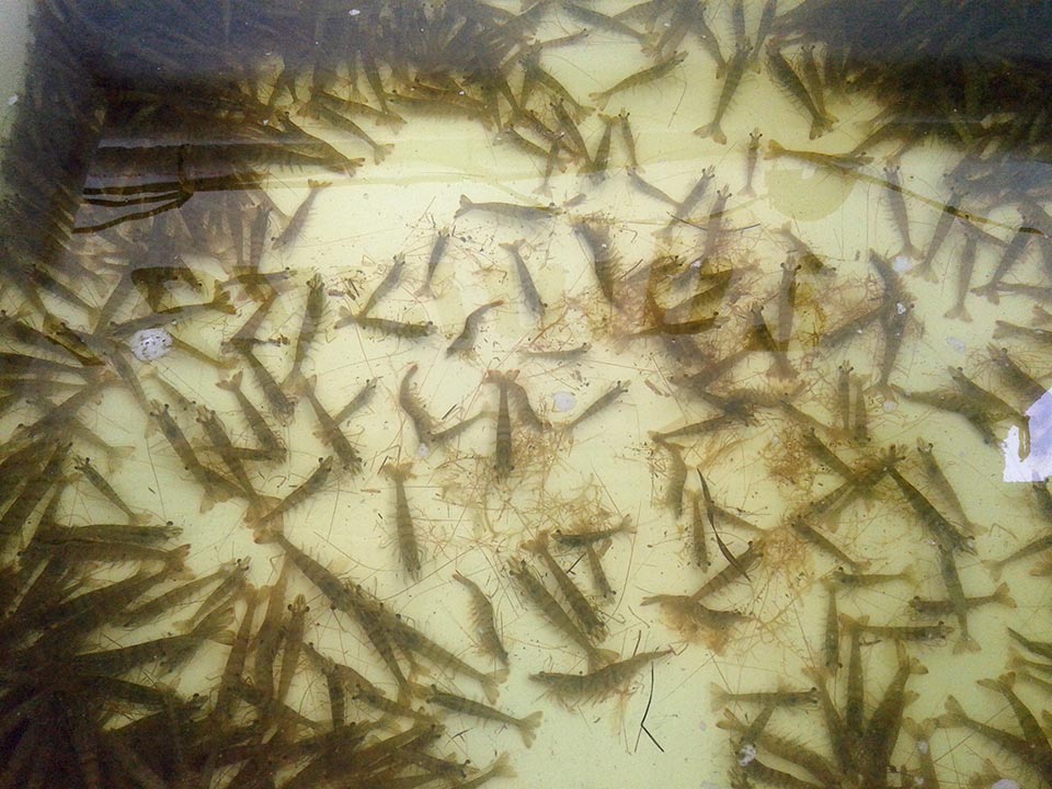 Shrimps in Tank